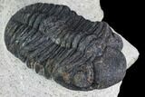 Bargain, Austerops Trilobite - Visible Eye Facets #106039-5